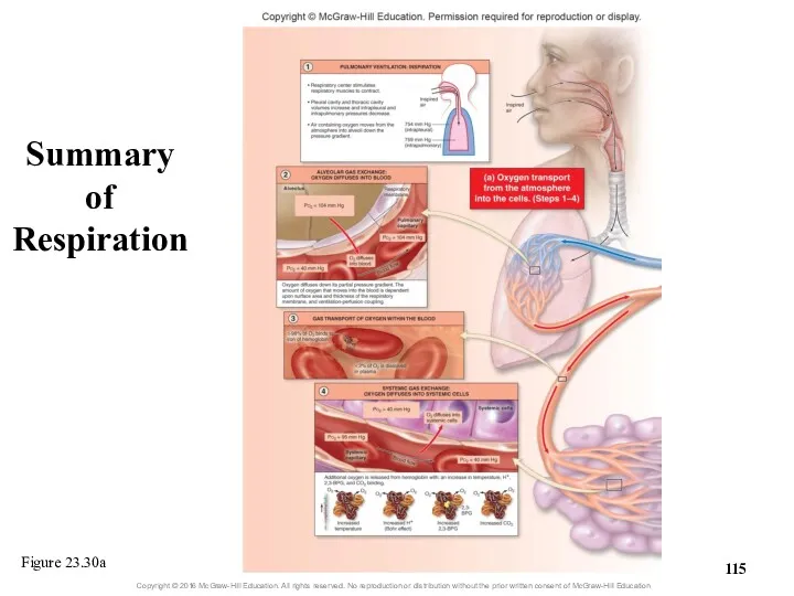 Summary of Respiration Figure 23.30a