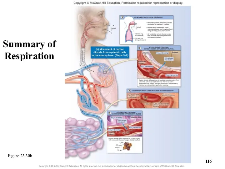 Figure 23.30b Summary of Respiration