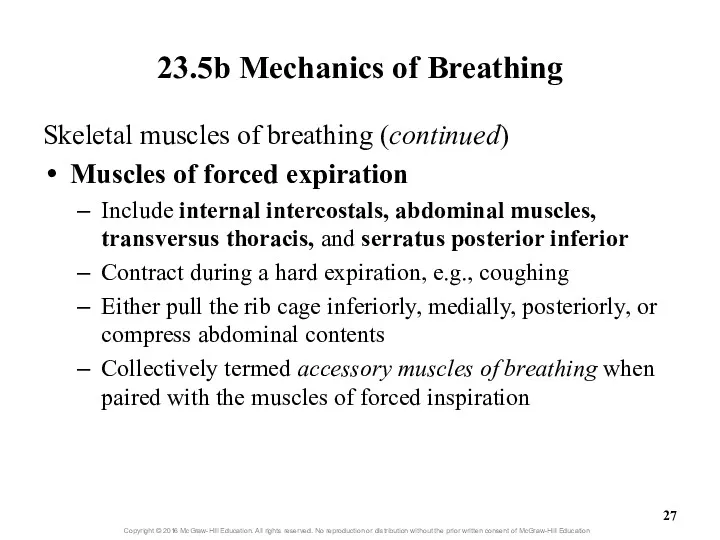 23.5b Mechanics of Breathing Skeletal muscles of breathing (continued) Muscles