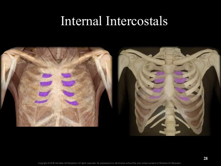 Internal Intercostals