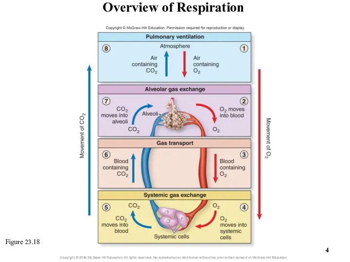 Overview of Respiration Figure 23.18