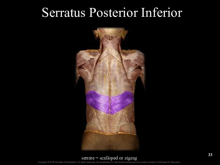 Serratus Posterior Inferior serrate = scalloped or zigzag