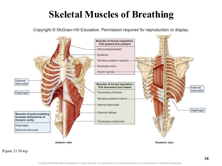 Skeletal Muscles of Breathing Figure 23.19-top