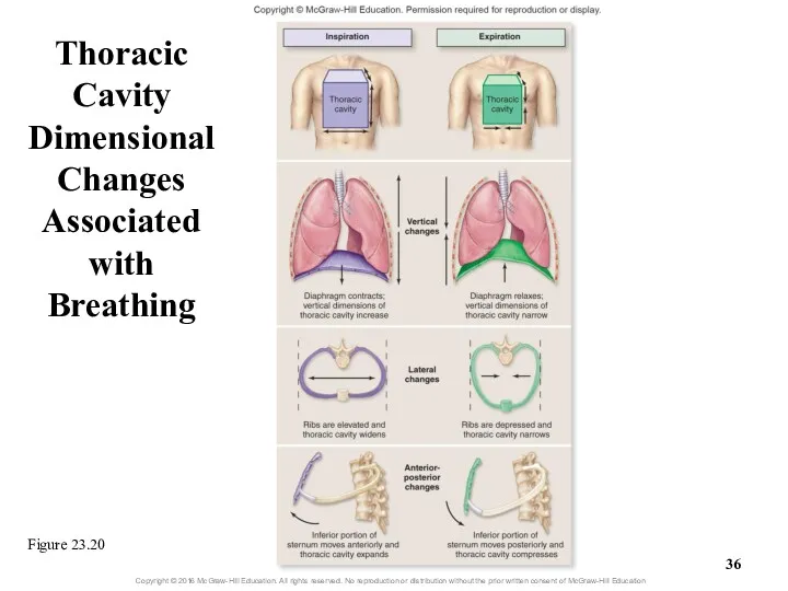 Thoracic Cavity Dimensional Changes Associated with Breathing Figure 23.20