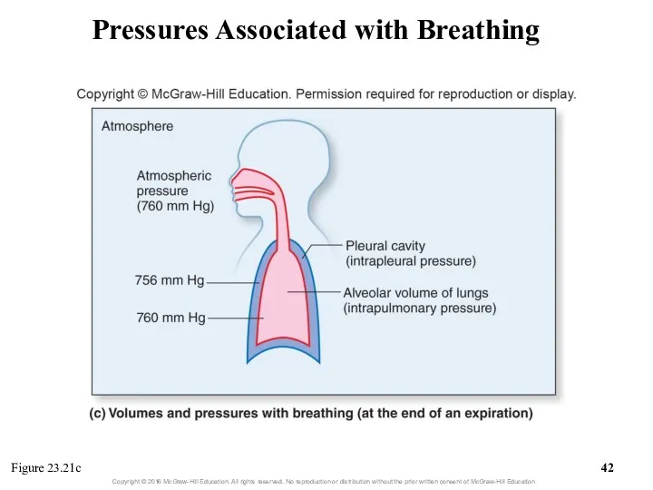 Pressures Associated with Breathing Figure 23.21c