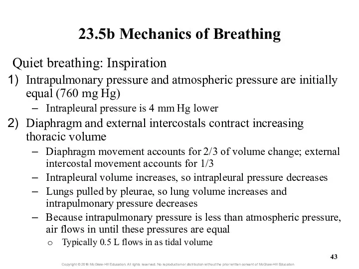 23.5b Mechanics of Breathing Quiet breathing: Inspiration Intrapulmonary pressure and