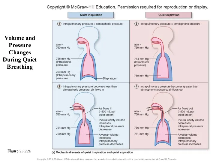 Volume and Pressure Changes During Quiet Breathing Figure 23.22a