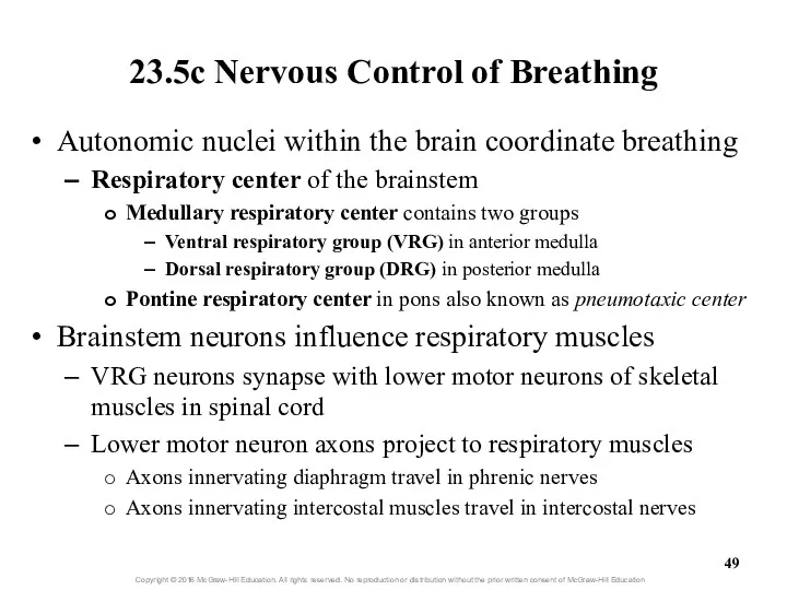 23.5c Nervous Control of Breathing Autonomic nuclei within the brain
