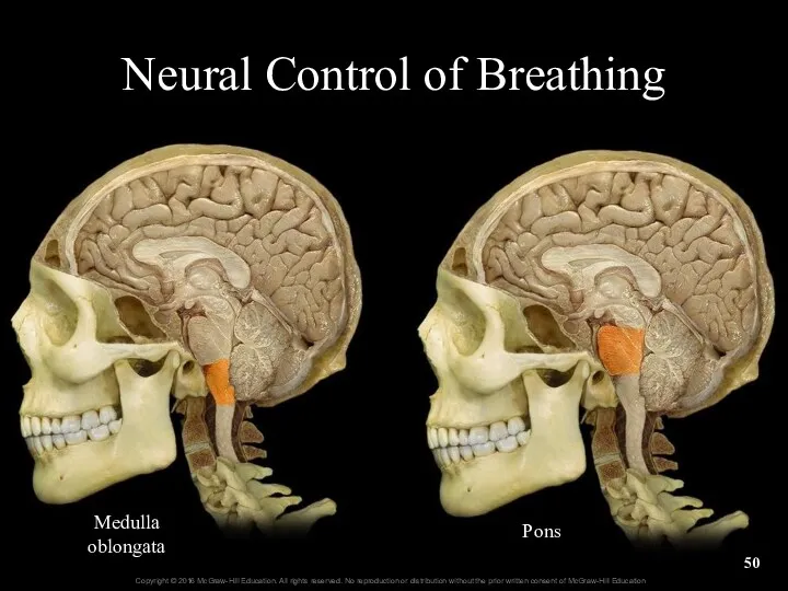 Neural Control of Breathing Medulla oblongata Pons