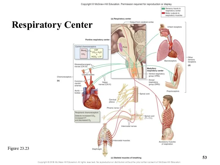 Figure 23.23 Respiratory Center
