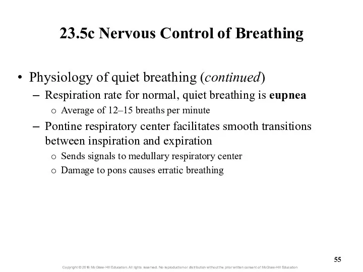 23.5c Nervous Control of Breathing Physiology of quiet breathing (continued)