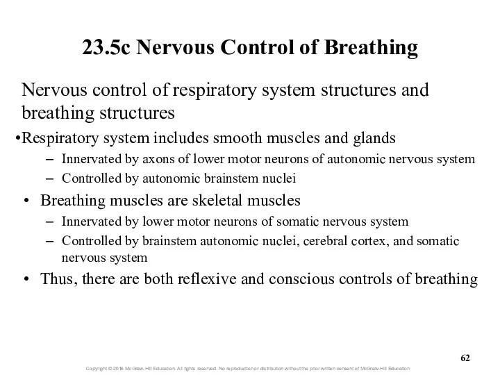 23.5c Nervous Control of Breathing Nervous control of respiratory system