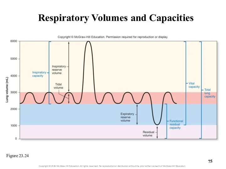 Respiratory Volumes and Capacities Figure 23.24