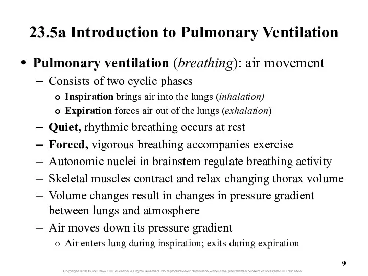 23.5a Introduction to Pulmonary Ventilation Pulmonary ventilation (breathing): air movement