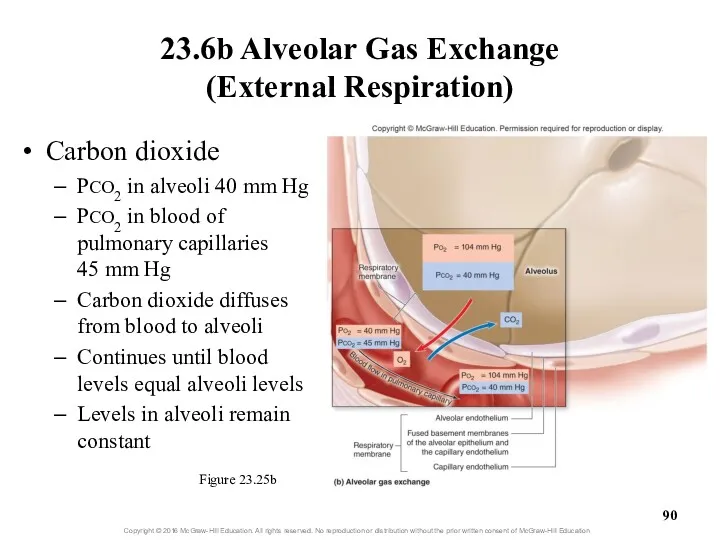 23.6b Alveolar Gas Exchange (External Respiration) Figure 23.25b Carbon dioxide