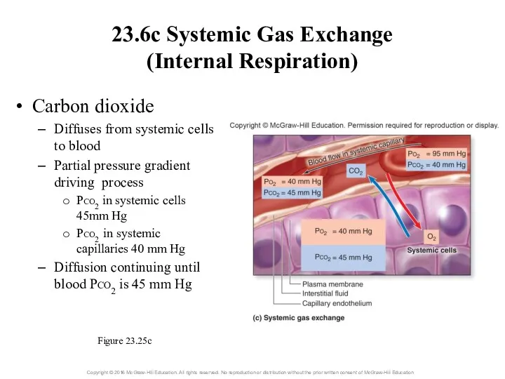 23.6c Systemic Gas Exchange (Internal Respiration) Carbon dioxide Diffuses from