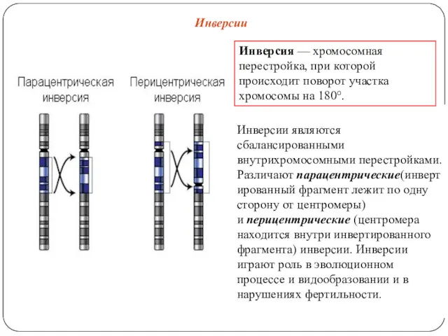 Инверсии Инверсии являются сбалансированными внутрихромосомными перестройками. Различают парацентрические(инвертированный фрагмент лежит