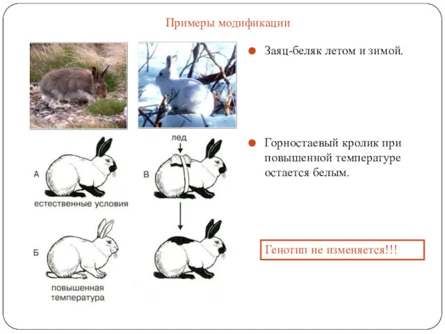 Заяц-беляк летом и зимой. Горностаевый кролик при повышенной температуре остается белым. Примеры модификации Генотип не изменяется!!!