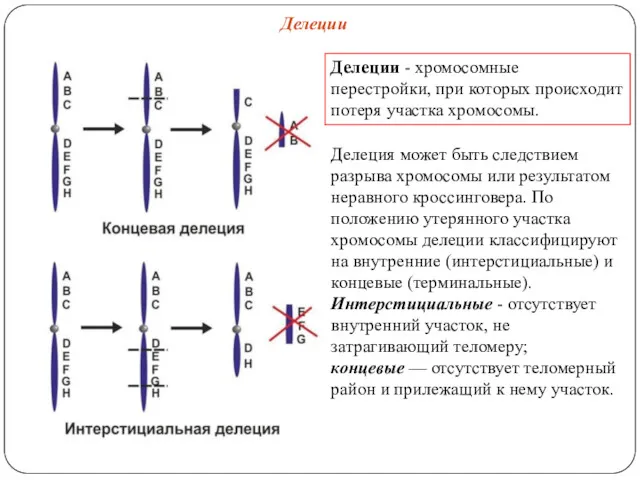 Делеция может быть следствием разрыва хромосомы или результатом неравного кроссинговера.