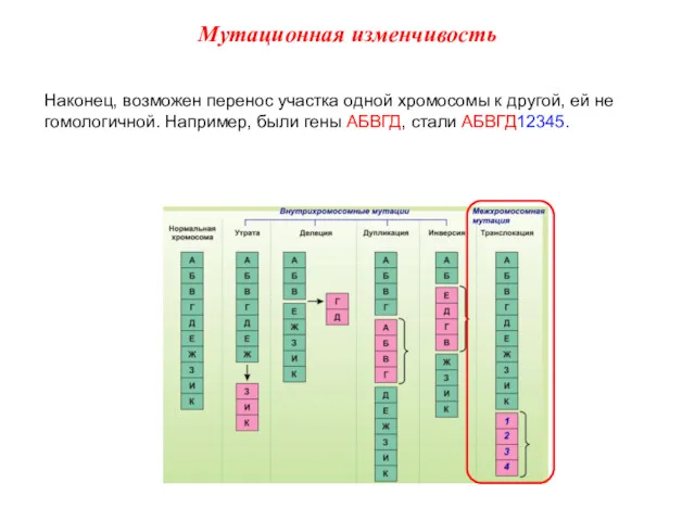 Наконец, возможен перенос участка одной хромосомы к другой, ей не