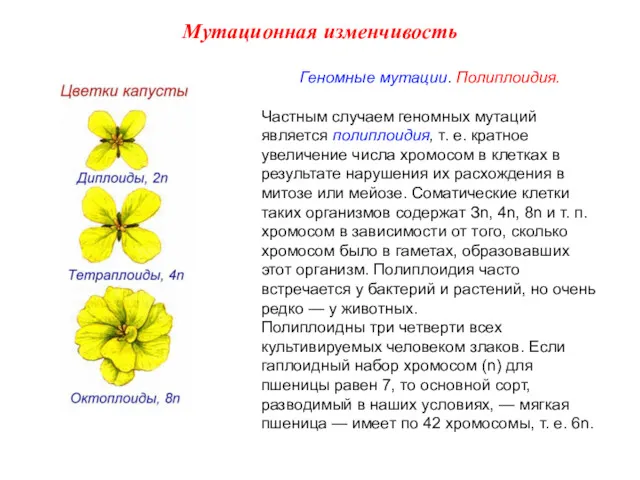 Геномные мутации. Полиплоидия. Частным случаем геномных мутаций является полиплоидия, т.