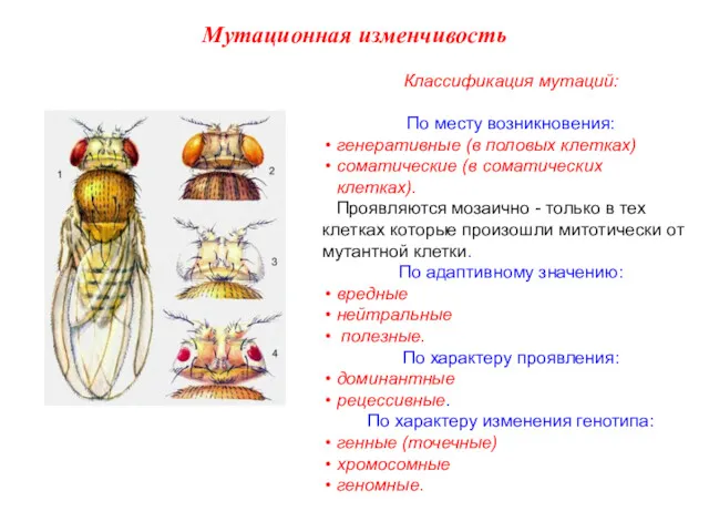 Классификация мутаций: По месту возникновения: генеративные (в половых клетках) соматические