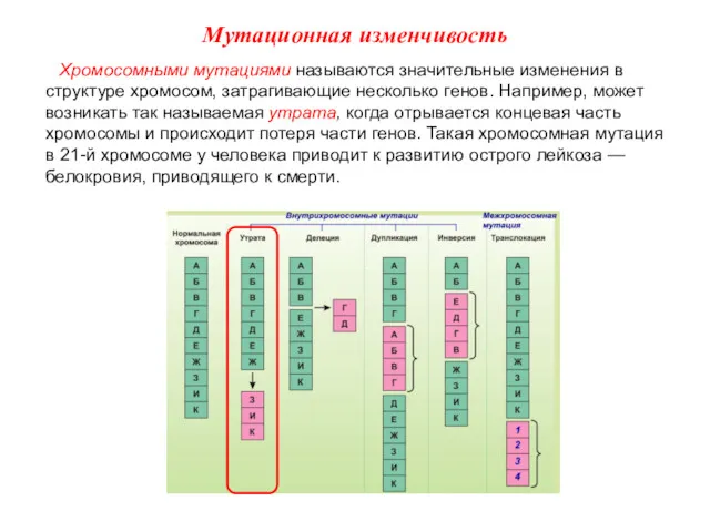 Хромосомными мутациями называются значительные изменения в структуре хромосом, затрагивающие несколько