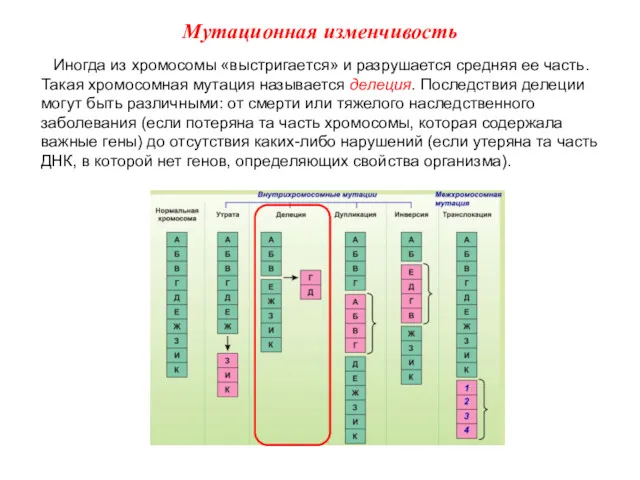 Иногда из хромосомы «выстригается» и разрушается средняя ее часть. Такая