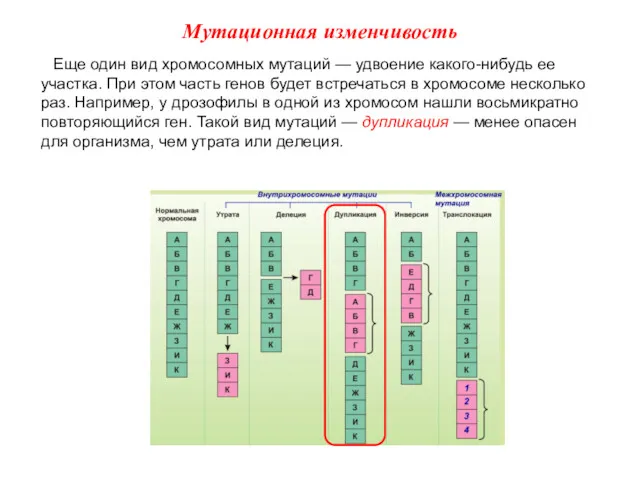 Еще один вид хромосомных мутаций — удвоение какого-нибудь ее участка.