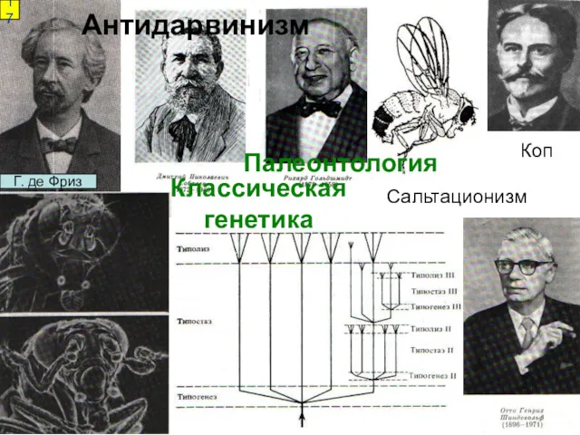 Г. де Фриз Классическая генетика Антидарвинизм Палеонтология 17 Сальтационизм Коп