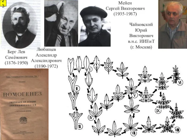 Любищев Александр Александрович (1890-1972) Мейен Сергей Викторович (1935-1987) Чайковский Юрий