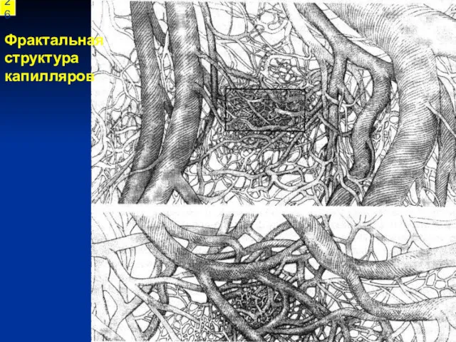 Фрактальная структура капилляров 26