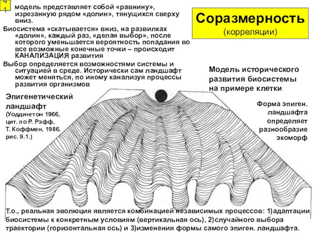 Эпигенетический ландшафт (Уоддингтон 1966, цит. по Р. Рэфф, Т. Коффмен,