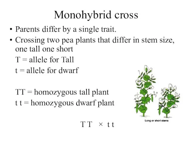 Monohybrid cross Parents differ by a single trait. Crossing two