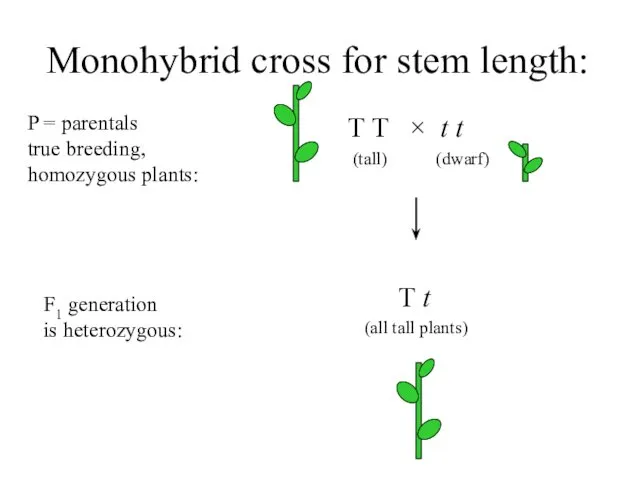 Monohybrid cross for stem length: T T × t t