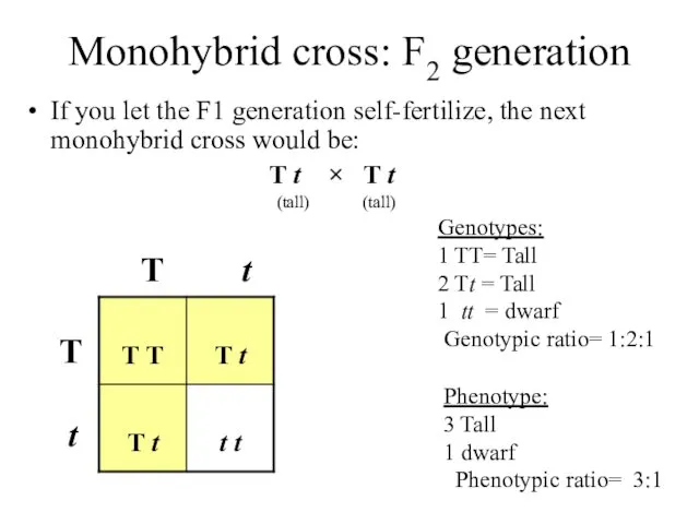 Monohybrid cross: F2 generation If you let the F1 generation