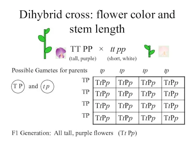 Dihybrid cross: flower color and stem length TT PP ×