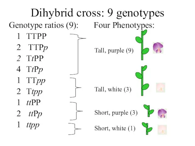 Genotype ratios (9): Four Phenotypes: 1 TTPP 2 TTPp 2