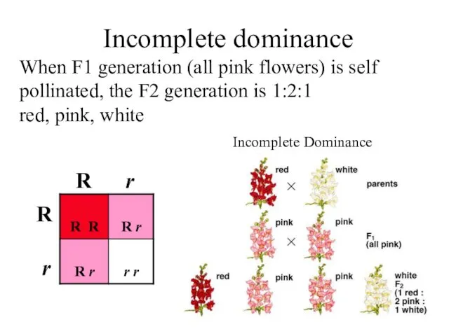 Incomplete dominance Incomplete Dominance When F1 generation (all pink flowers)