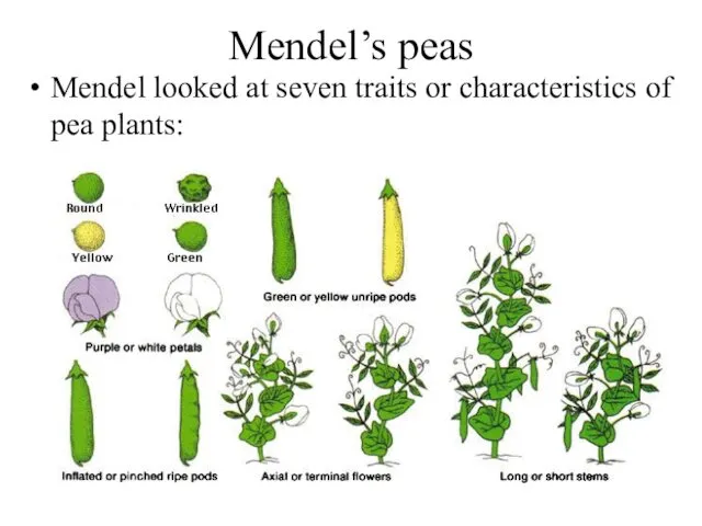 Mendel’s peas Mendel looked at seven traits or characteristics of pea plants: