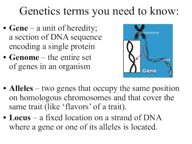 Genetics terms you need to know: Gene – a unit