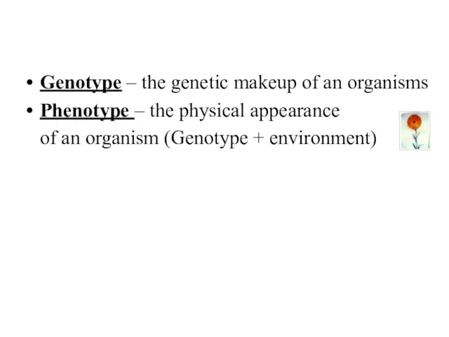 Genotype – the genetic makeup of an organisms Phenotype –