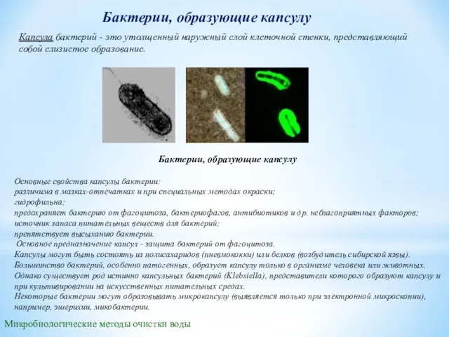 Бактерии, образующие капсулу Капсула бактерий - это утолщенный наружный слой