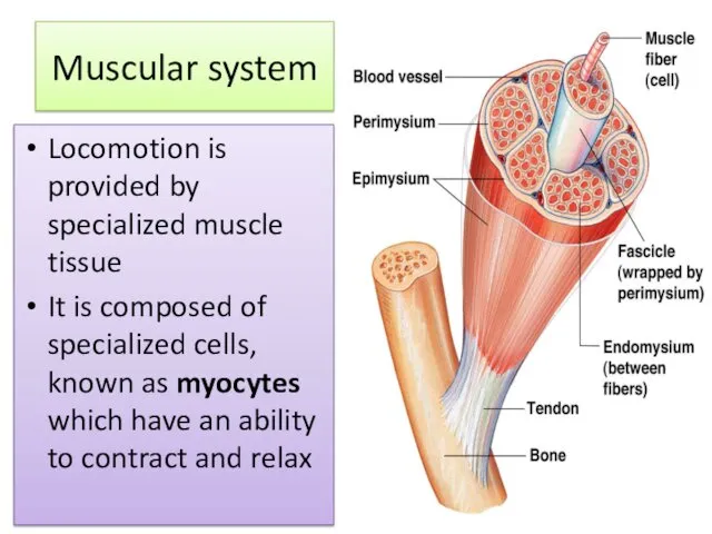 Muscular system Locomotion is provided by specialized muscle tissue It