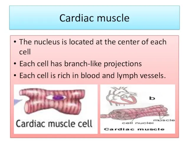 Cardiac muscle The nucleus is located at the center of