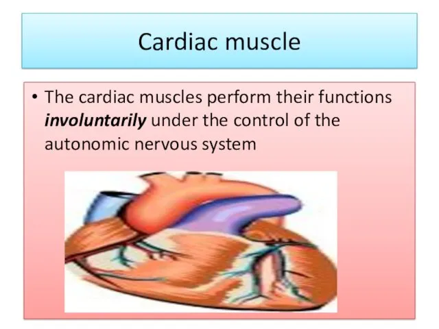 Cardiac muscle The cardiac muscles perform their functions involuntarily under