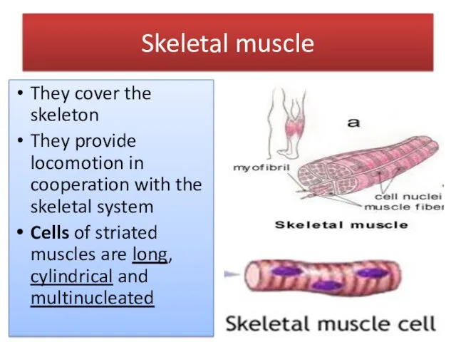 Skeletal muscle They cover the skeleton They provide locomotion in