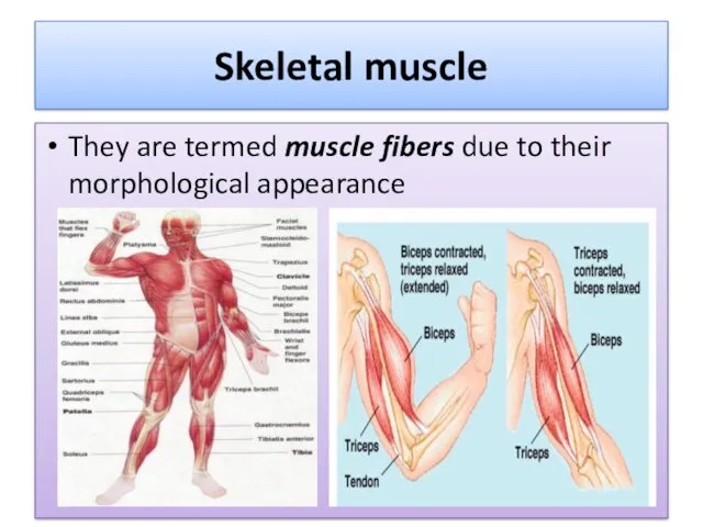 Skeletal muscle They are termed muscle fibers due to their morphological appearance