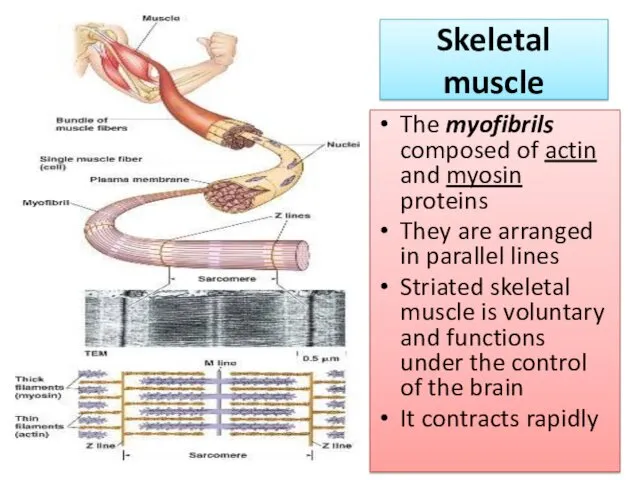 Skeletal muscle The myofibrils composed of actin and myosin proteins