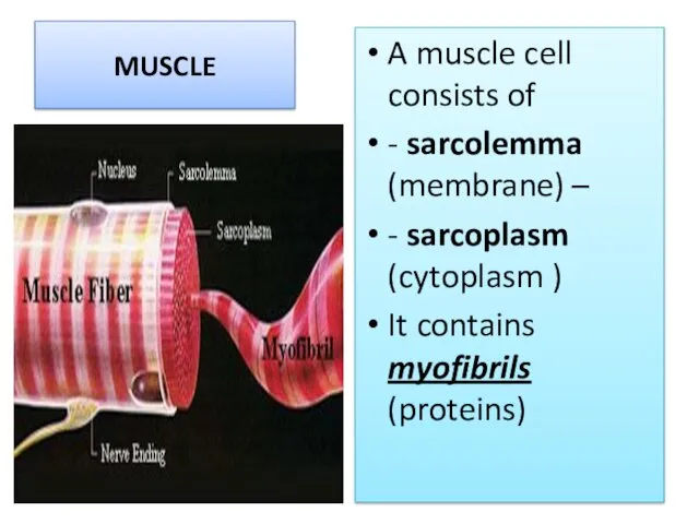 muscle A muscle cell consists of - sarcolemma (membrane) –